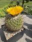 Preview: Thelocactus conothelos